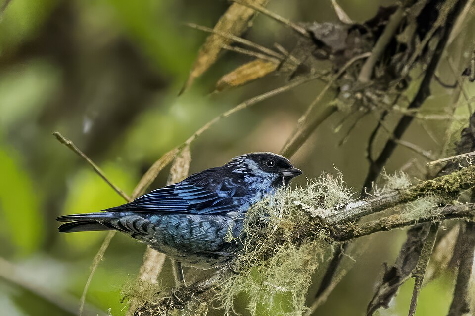Beryl-spangled Tanager