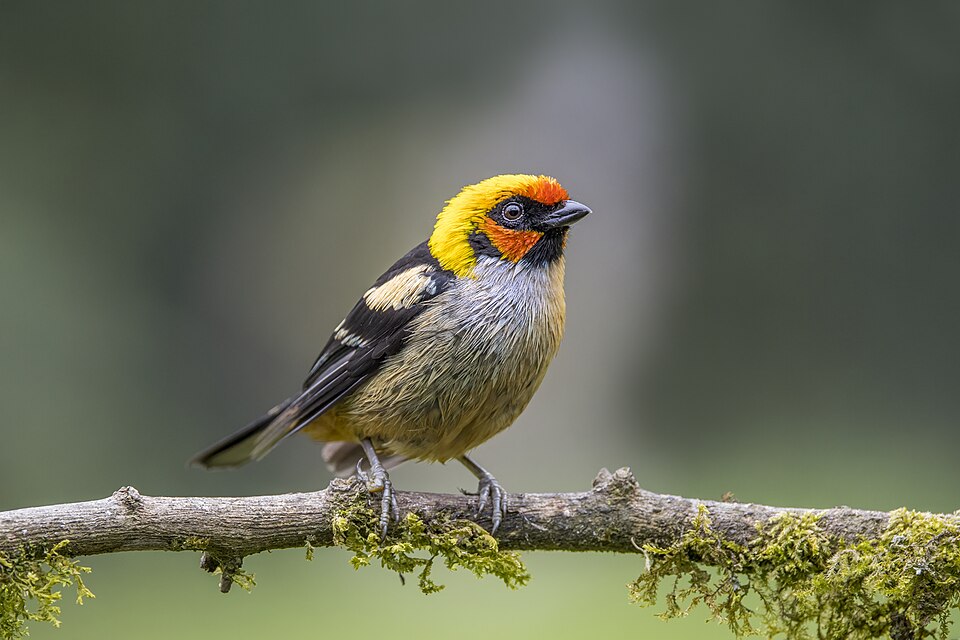 Flame-faced Tanager