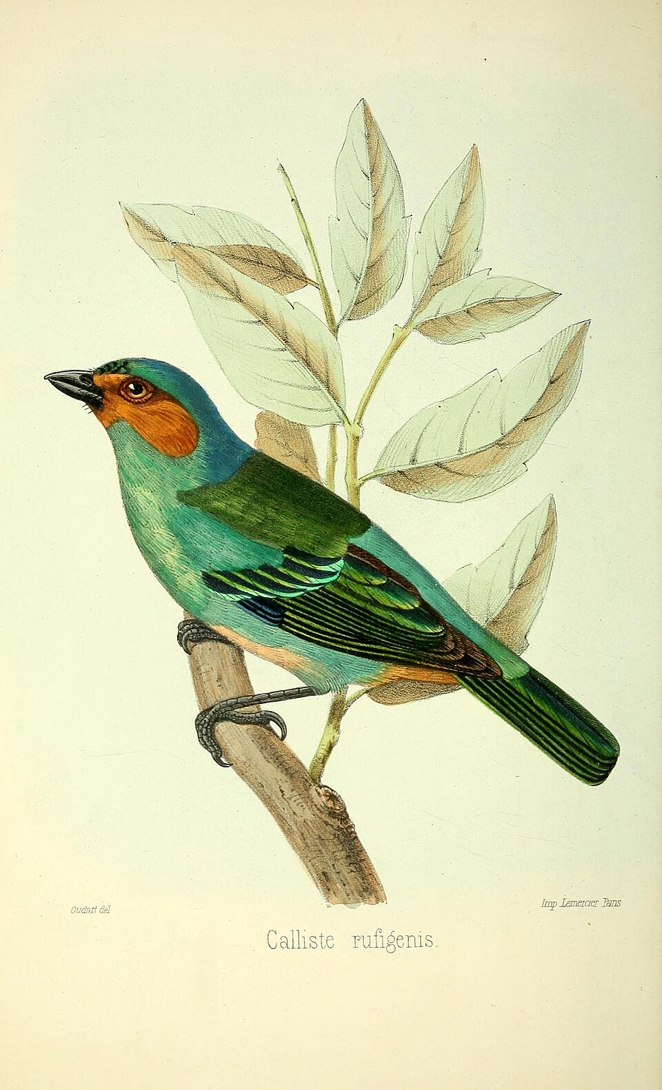 Rufous-cheeked Tanager