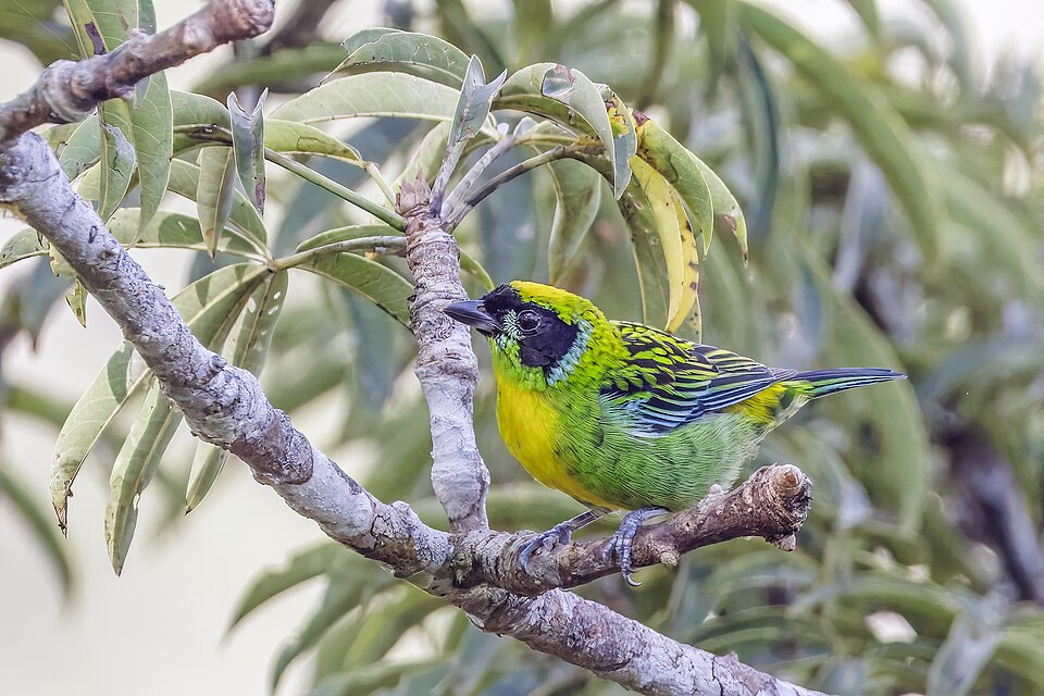 Green-and-gold Tanager