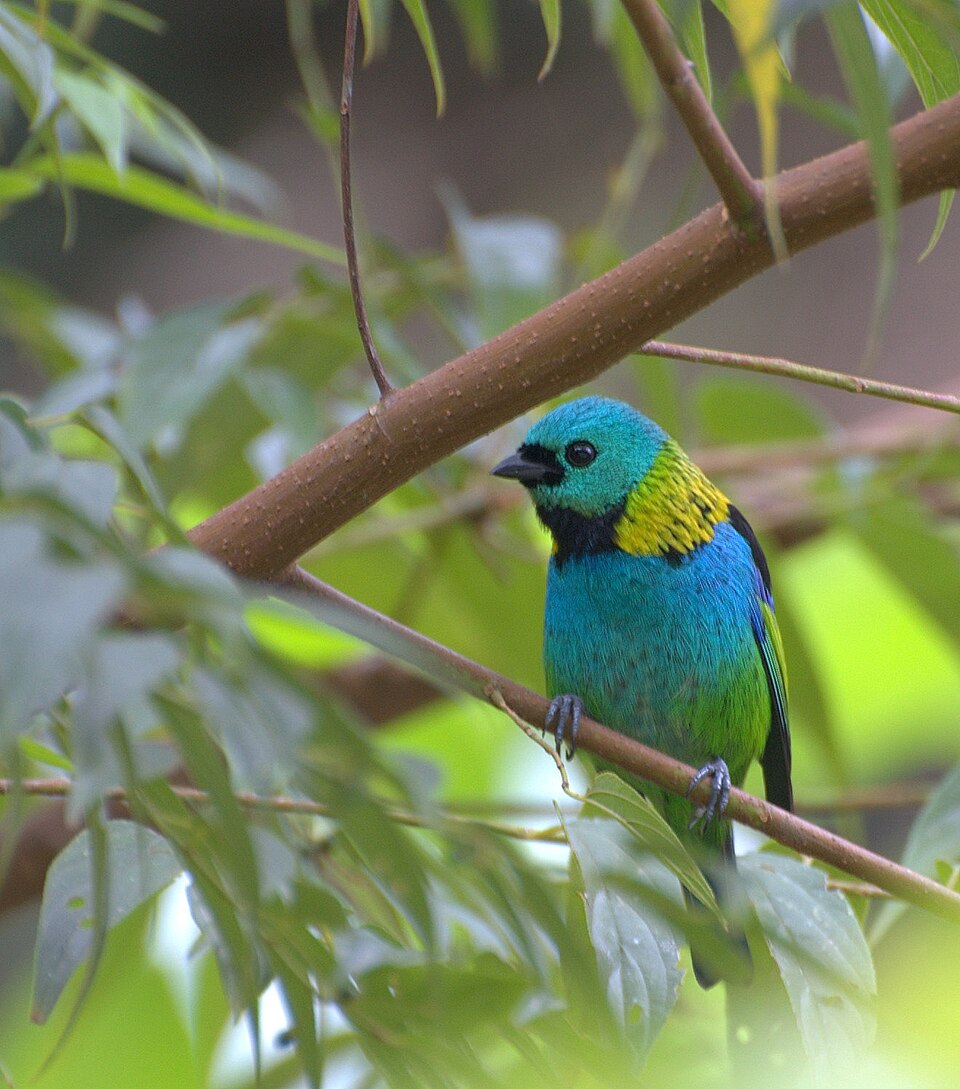 Green-headed Tanager