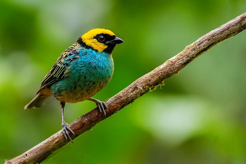 Saffron-crowned Tanager