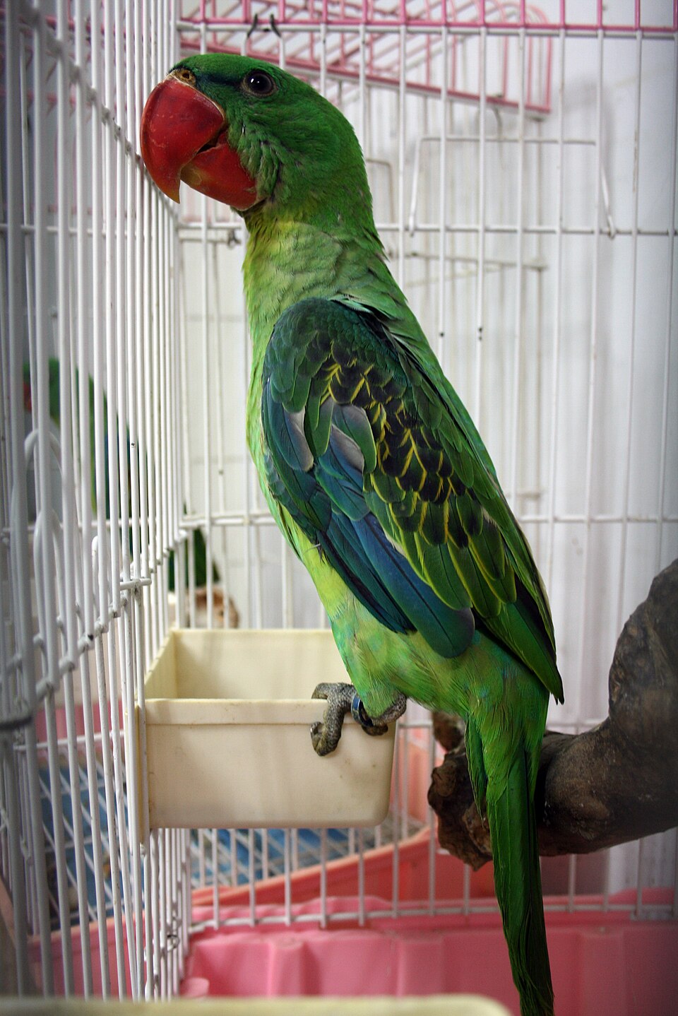 Great-billed Parrot