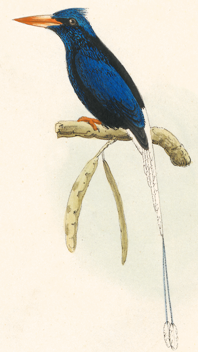 Numfor Paradise Kingfisher