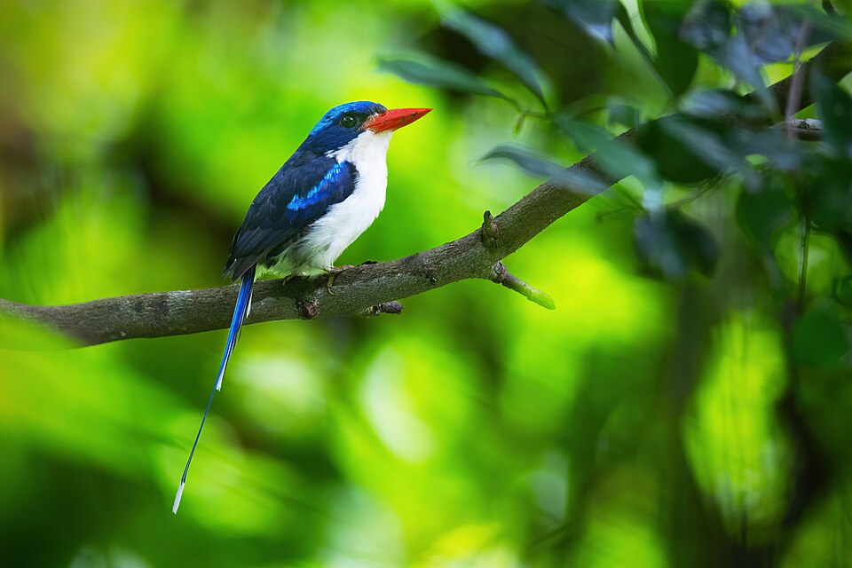 Common Paradise Kingfisher