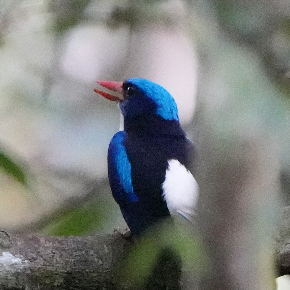 Little Paradise Kingfisher