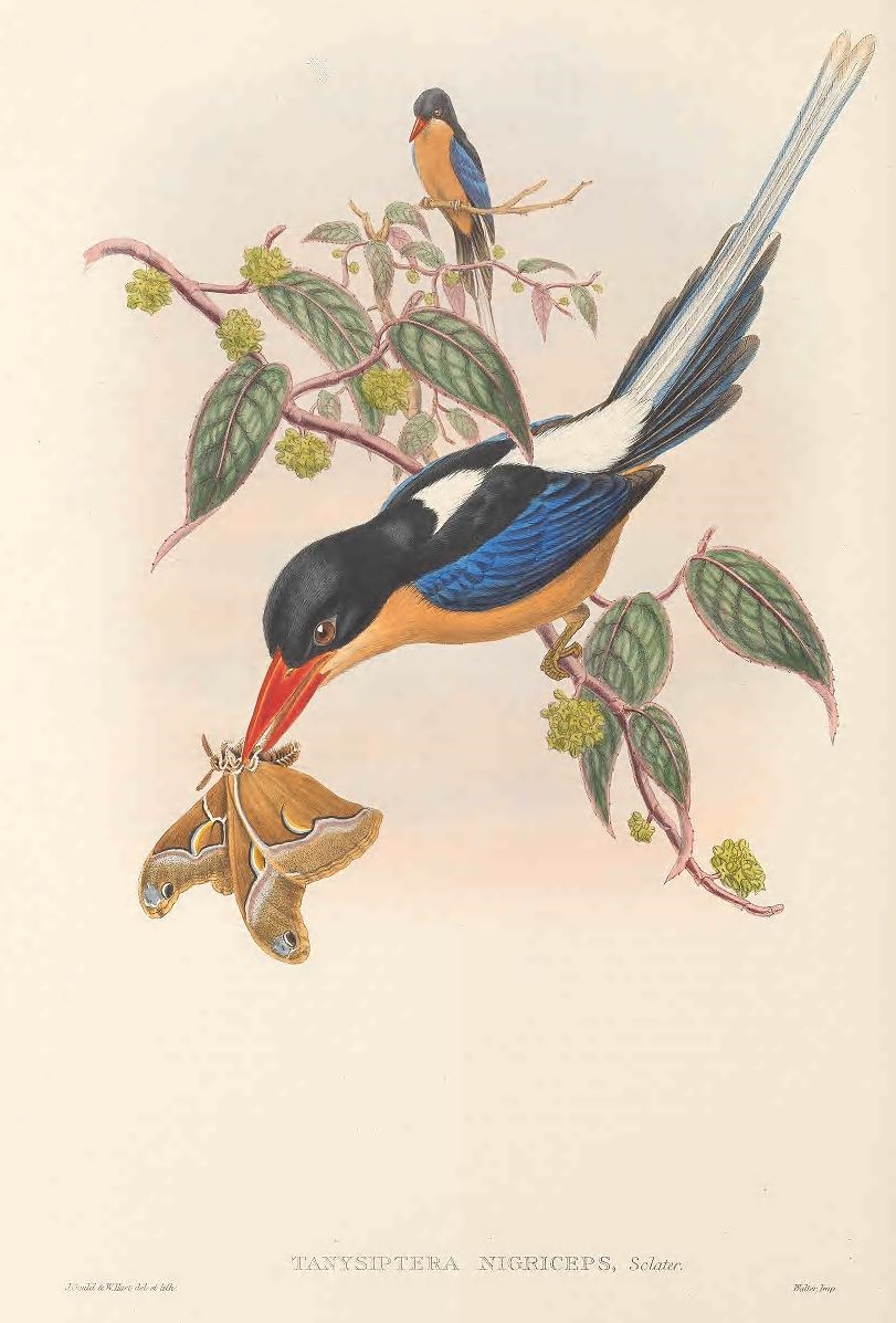 Black-capped Paradise Kingfisher
