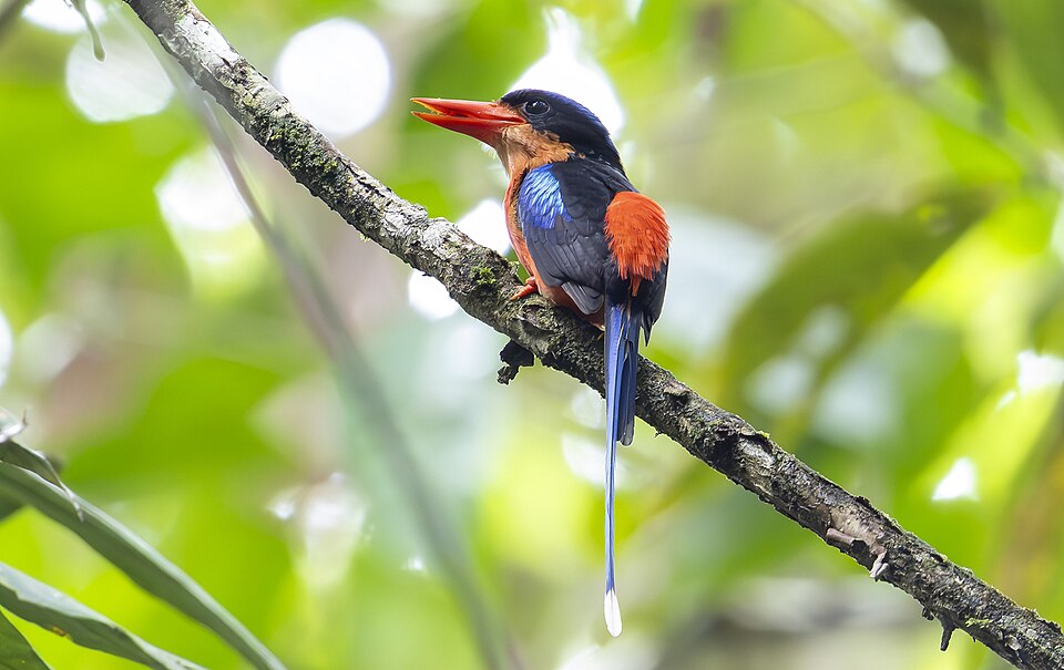 Red-breasted Paradise Kingfisher