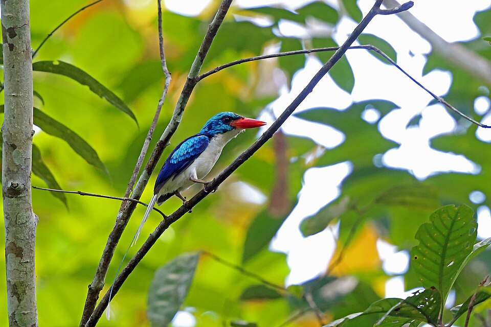 Biak Paradise Kingfisher