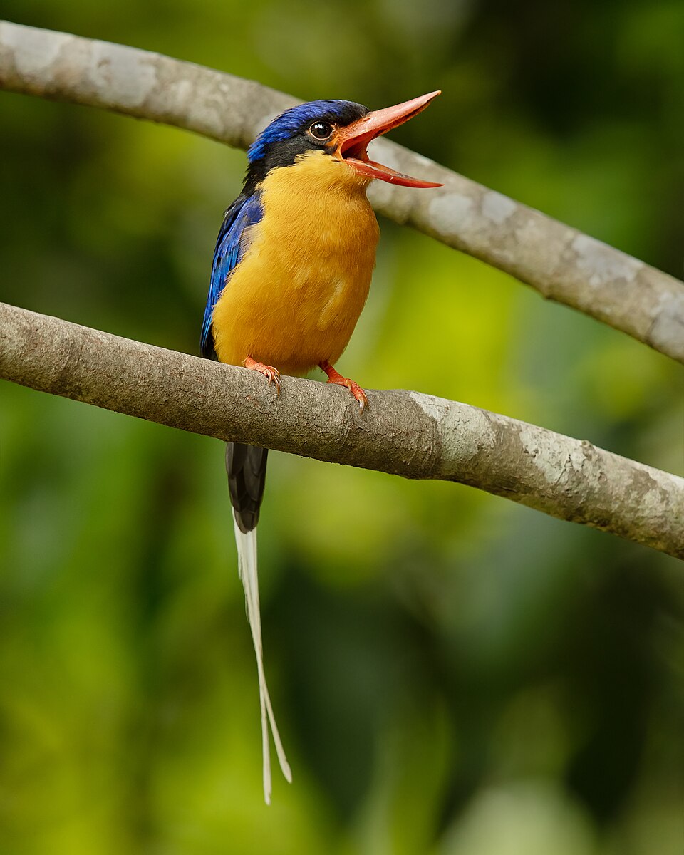 Buff-breasted Paradise Kingfisher