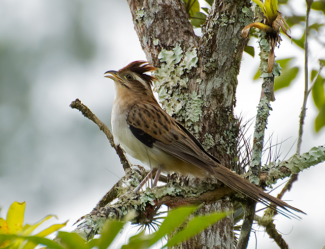 Striped Cuckoo