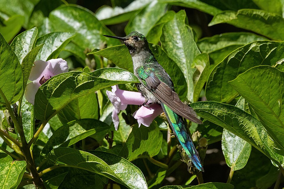 Grey-bellied Comet