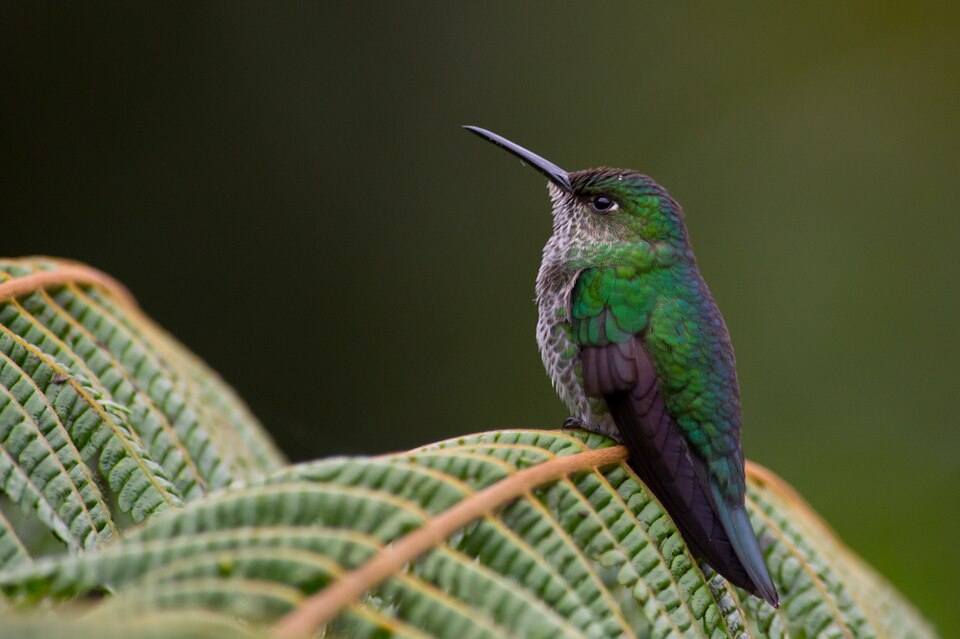 Many-spotted Hummingbird
