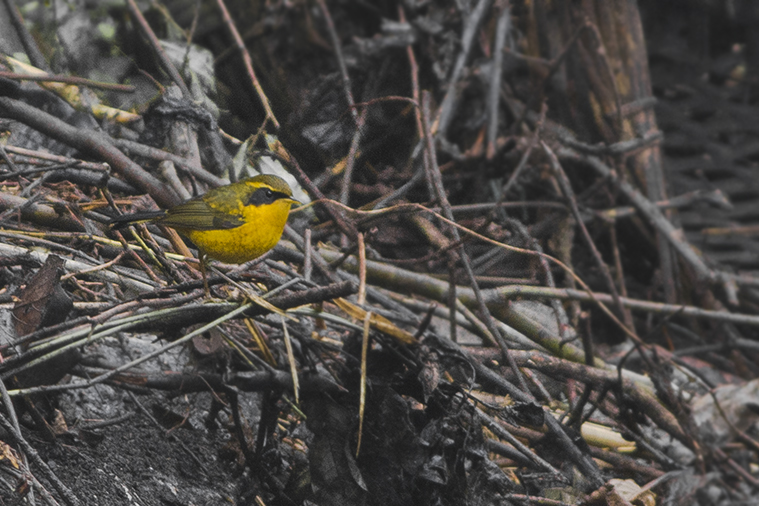 Golden Bush Robin