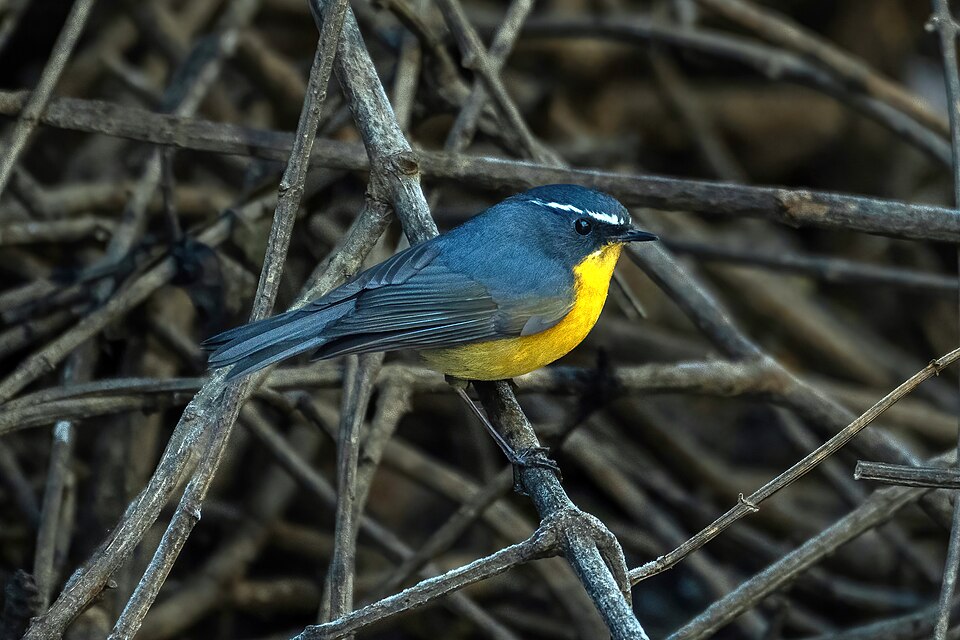 White-browed Bush Robin