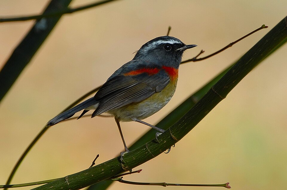 Collared Bush Robin