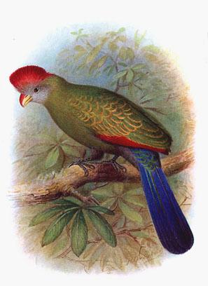 Bannerman's Turaco