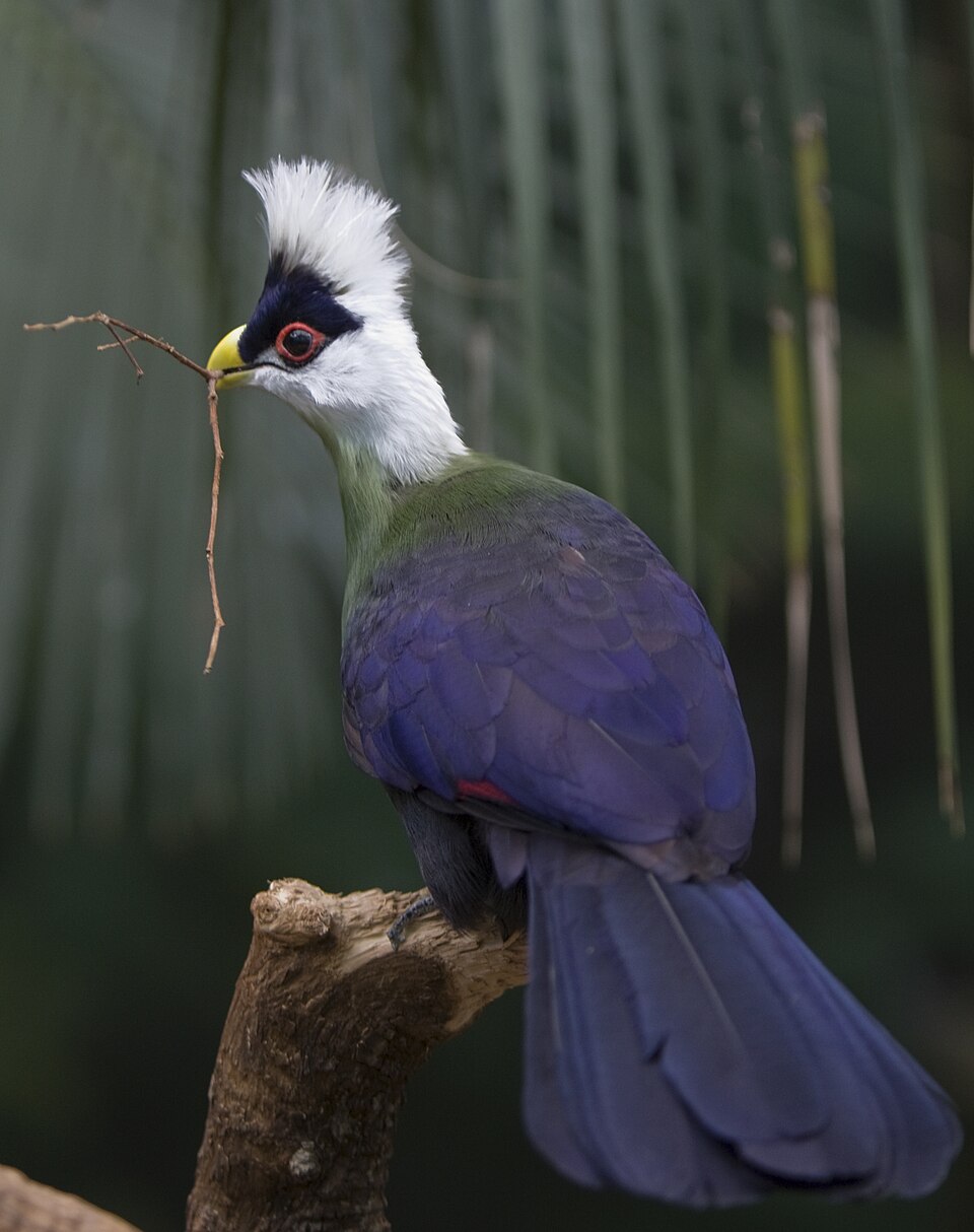 White-crested Turaco