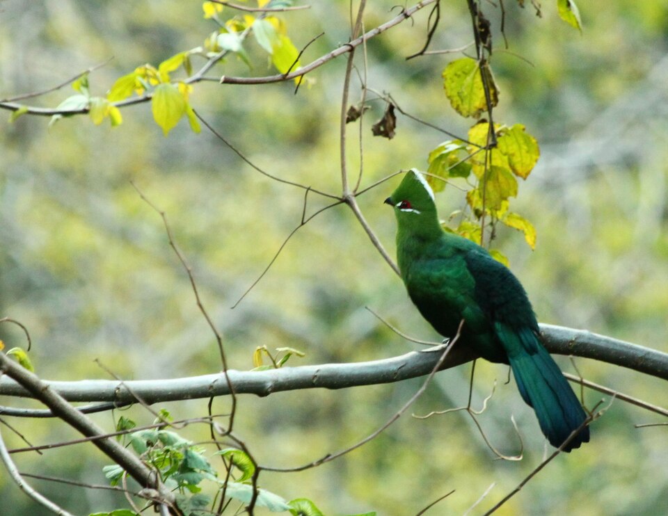 Black-billed Turaco