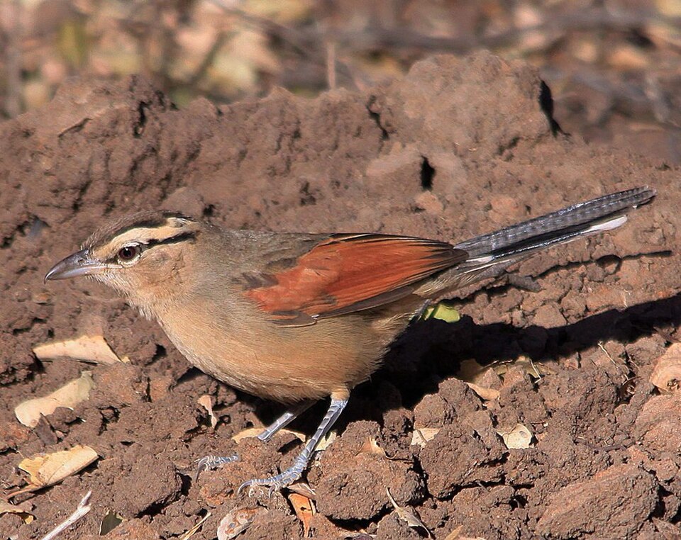 Brown-crowned Tchagra