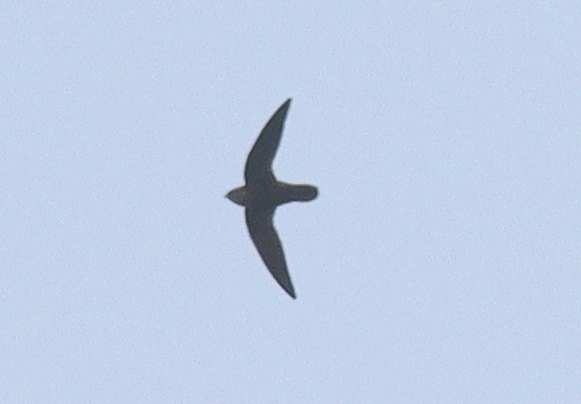 Black Spinetail