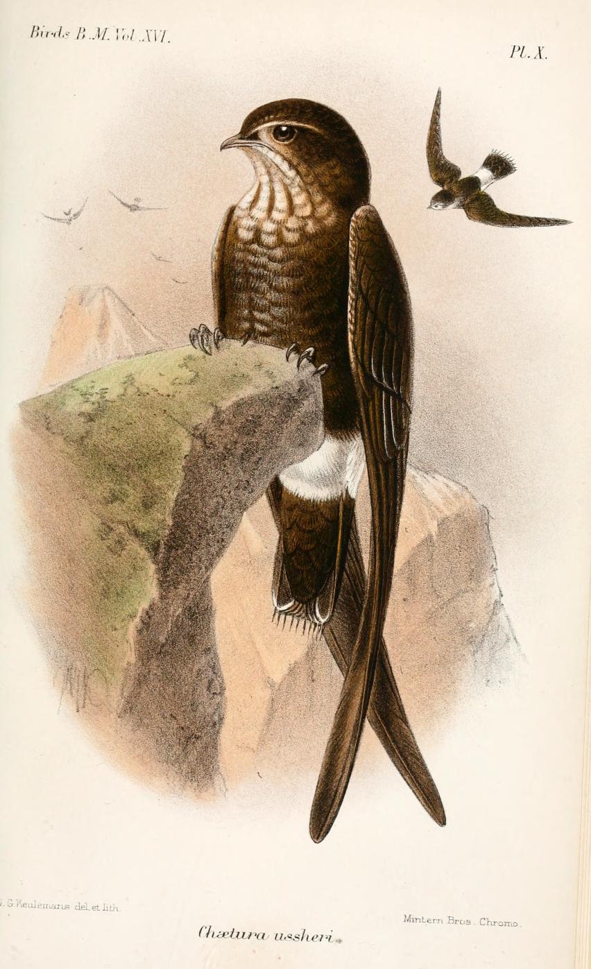 Mottled Spinetail