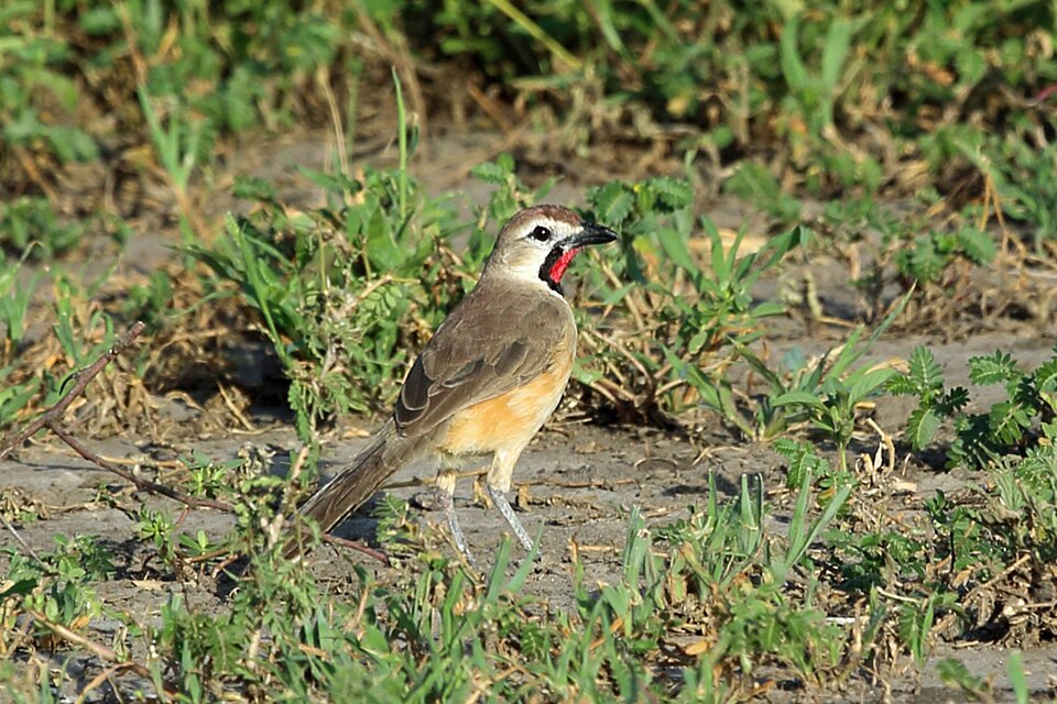 Rosy-patched Bushshrike