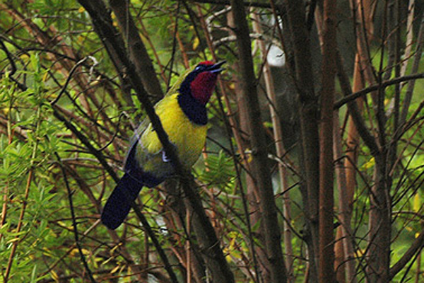 Doherty's Bushshrike
