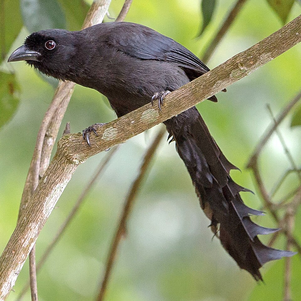 Ratchet-tailed Treepie