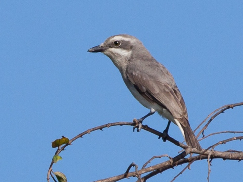 Sri Lanka Woodshrike