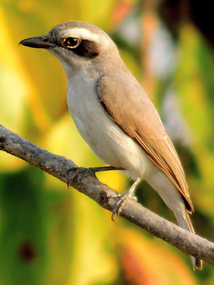 Common Woodshrike