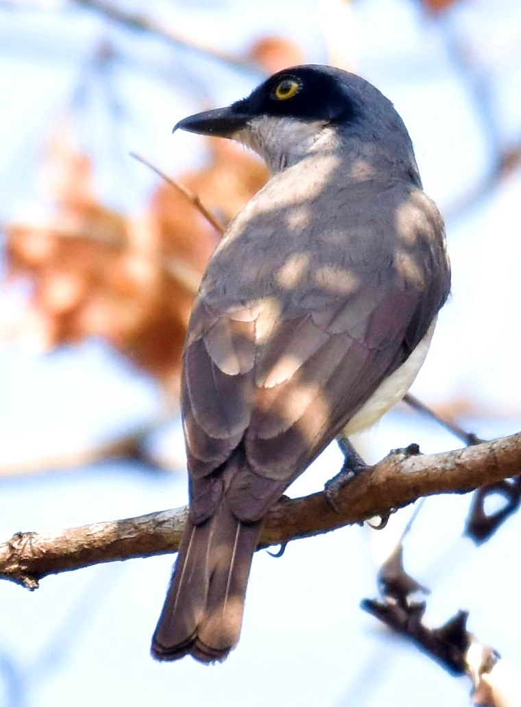 Malabar Woodshrike