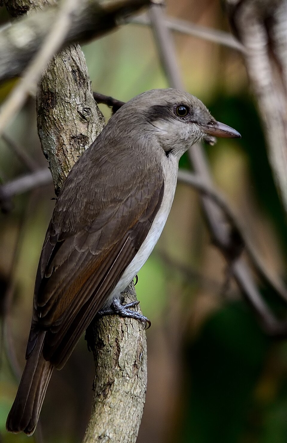 Large Woodshrike