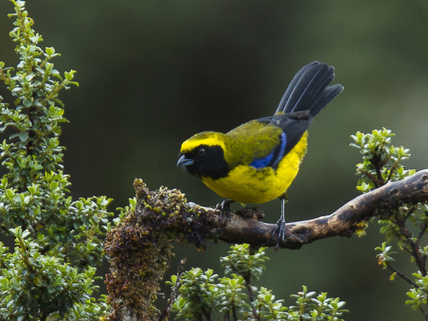 Masked Mountain Tanager