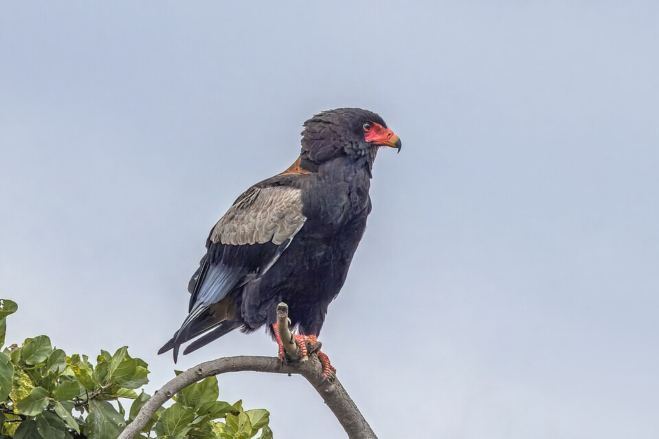 Bateleur