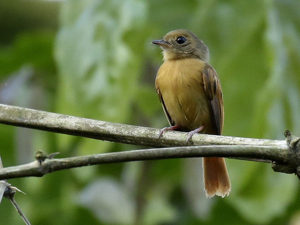 Ruddy-tailed Flycatcher