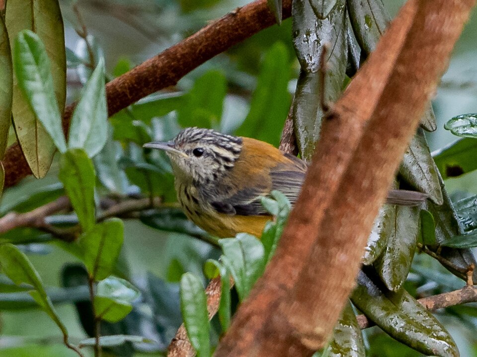 Orange-bellied Antwren