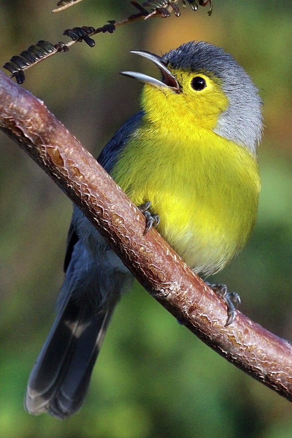 Oriente Warbler
