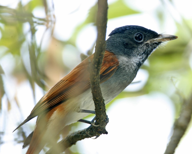 Blyth's Paradise Flycatcher