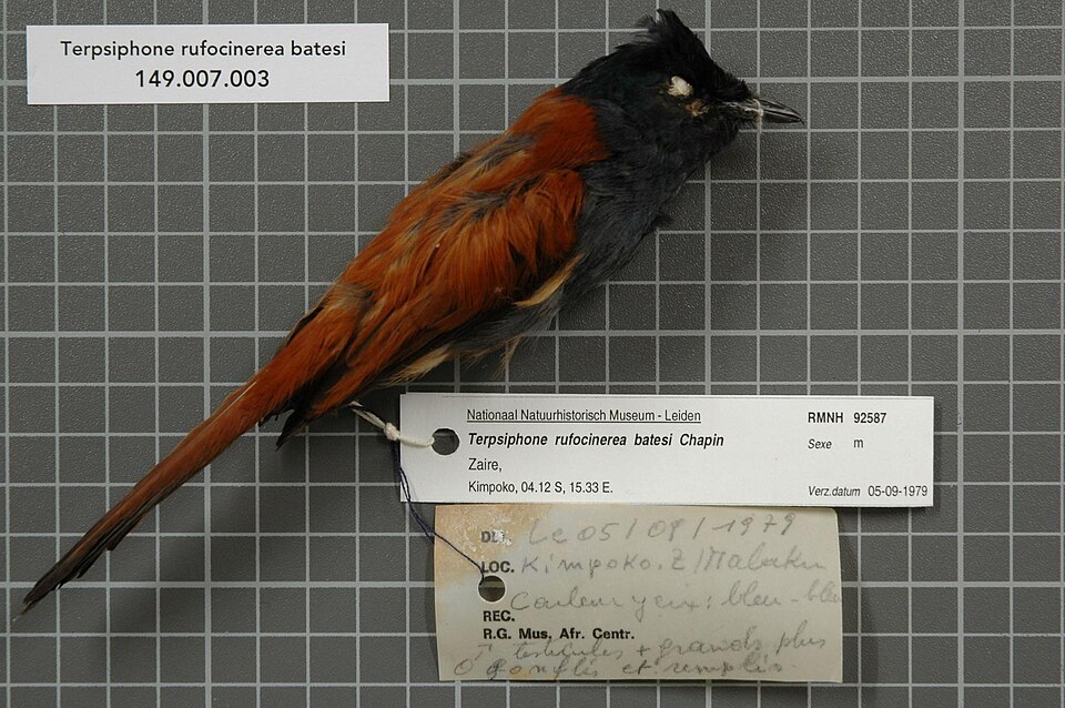 Bates's Paradise Flycatcher