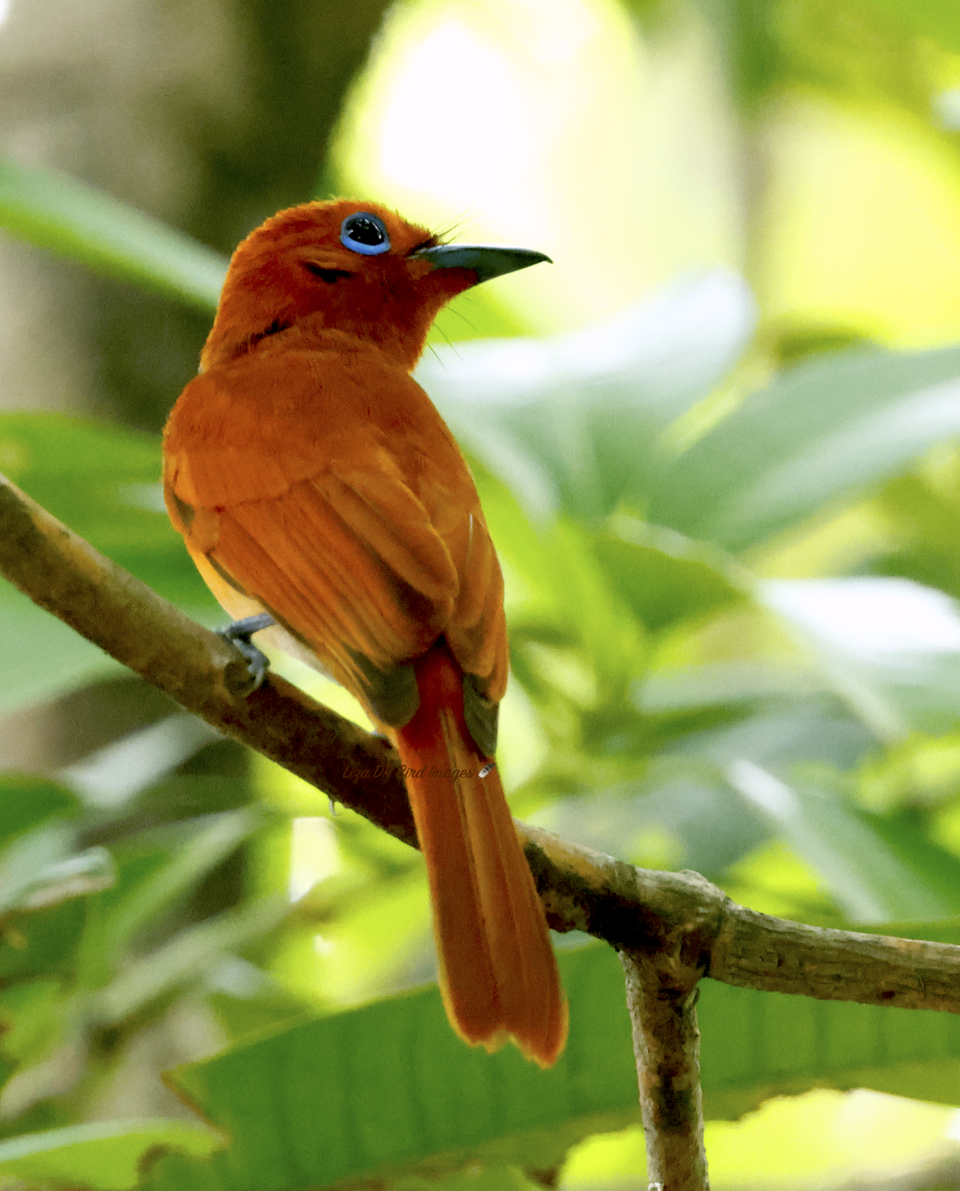 Rufous Paradise Flycatcher