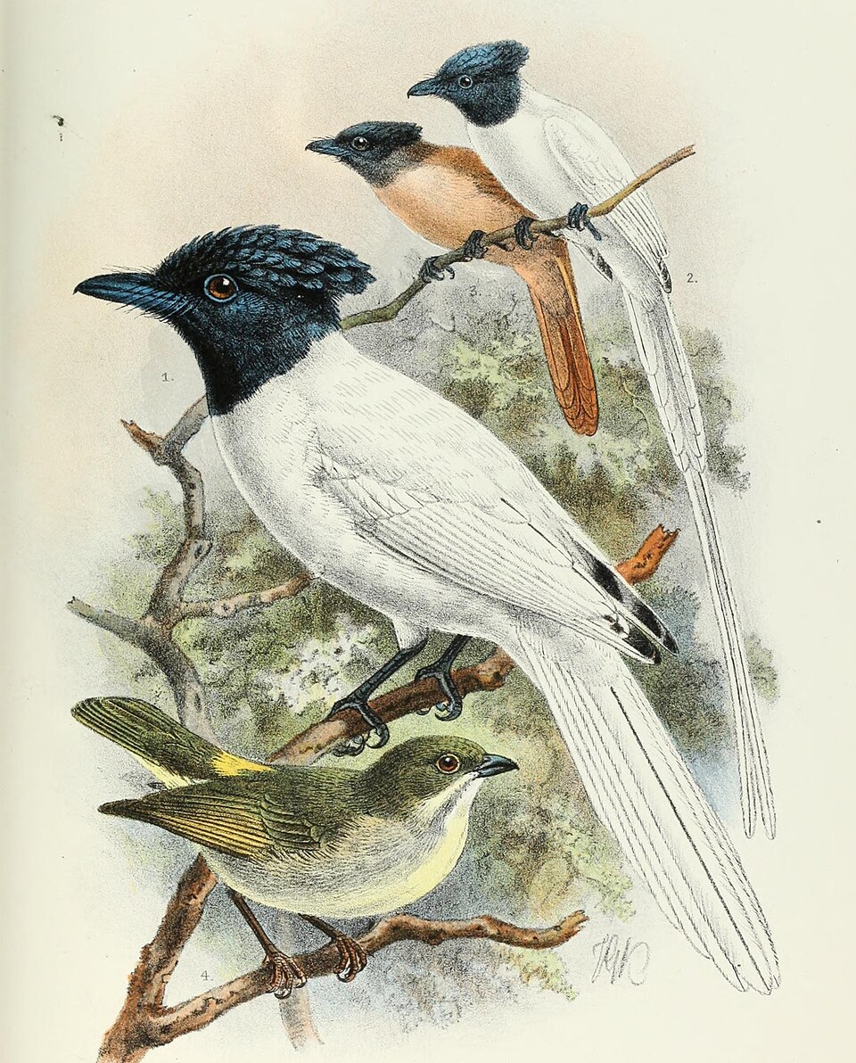 Tenggara Paradise Flycatcher