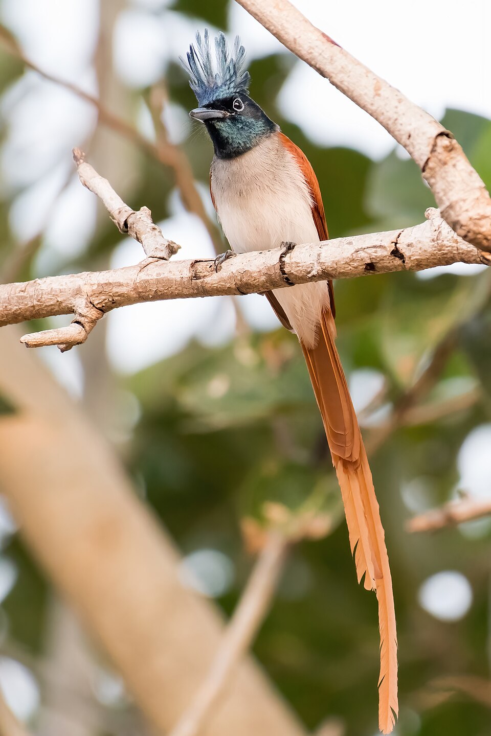 Indian Paradise Flycatcher
