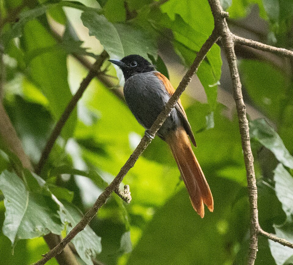Rufous-vented Paradise Flycatcher