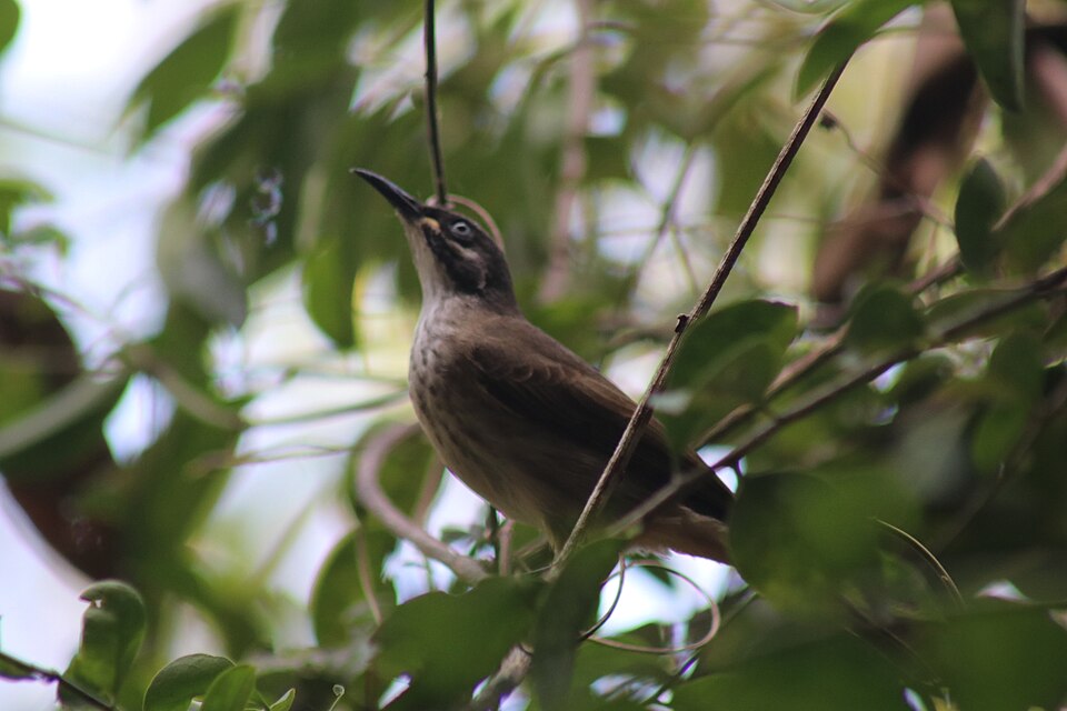 White-lined Honeyeater