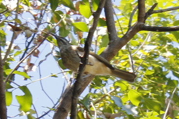 Kimberley Honeyeater