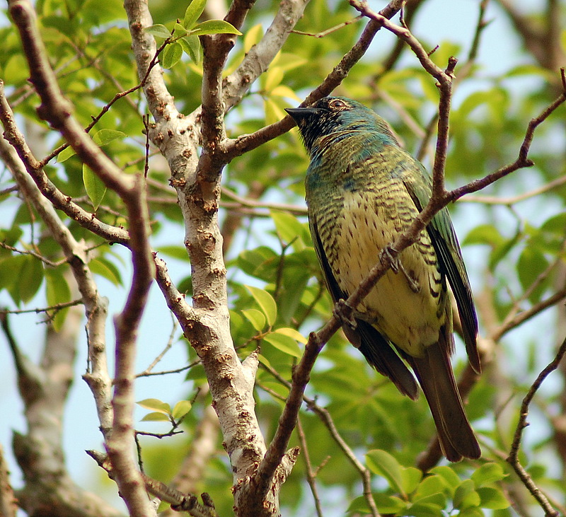 Swallow Tanager