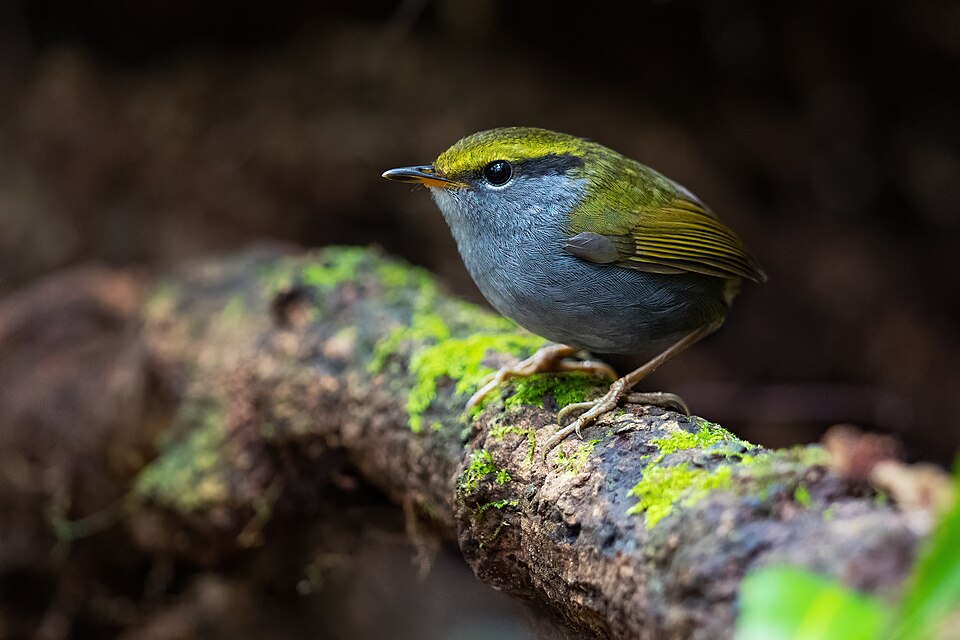 Grey-bellied Tesia