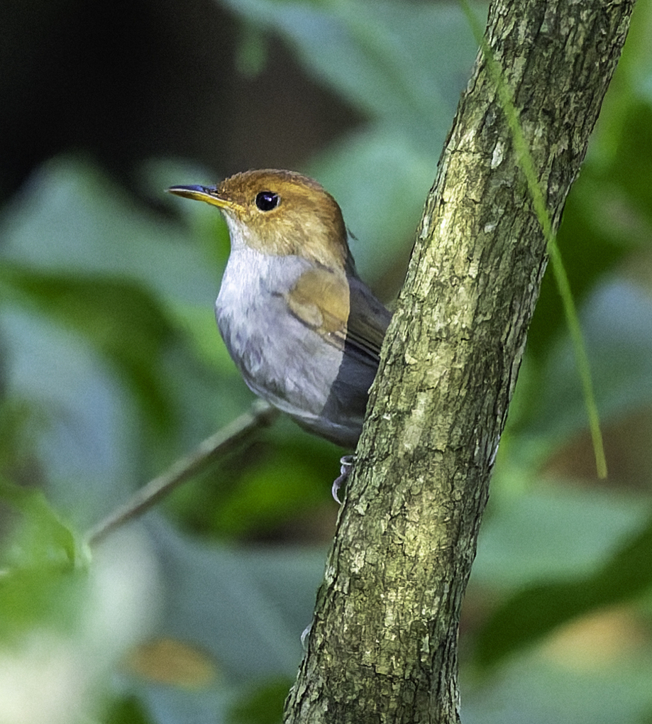 Russet-capped Tesia