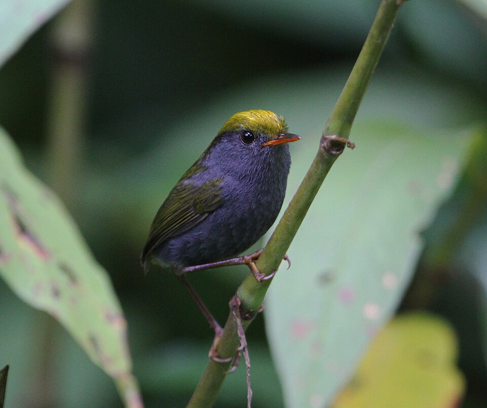 Slaty-bellied Tesia